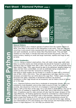 Diamond Pythons