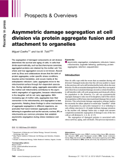 Asymmetric damage segregation at cell division via protein