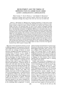 recruitment and the timing of reproduction in lesser snow geese