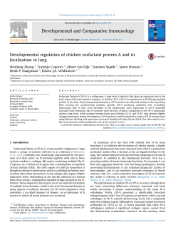 Developmental regulation of chicken surfactant protein A and its