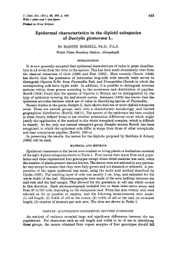 Epidermal characteristics in the diploid subspecies of Dactylis