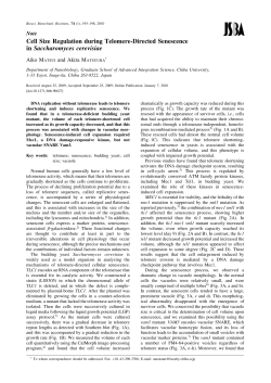 Cell Size Regulation during Telomere-Directed - J