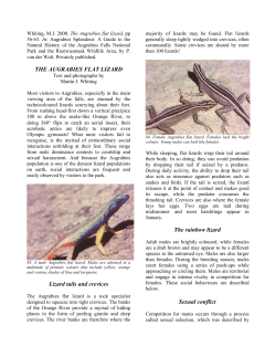 THE AUGRABIES FLAT LIZARD Lizard tails and crevices The