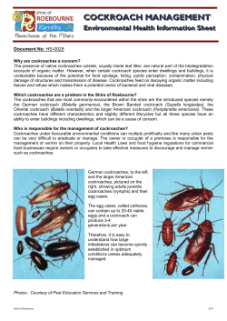 COCKROACH MANAGEMENT