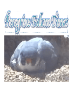 Falconry and the Peregrine Falcon