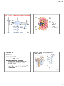 Nephron &ndash; functional unit of mammalian kidney