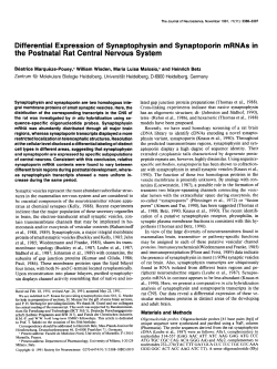 Differential Expression of Synaptophysin and Synaptoporin mRNAs