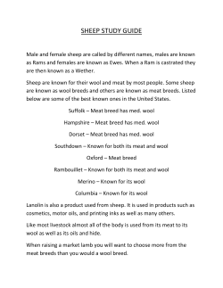 SHEEP STUDY GUIDE
