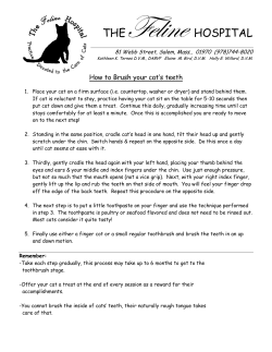 How to Brush Your Cat`s teeth