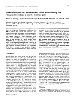 Nucleotide sequence of one component of the banana bunchy top