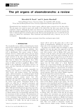 The pit organs of elasmobranchs: a review