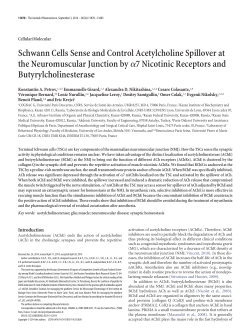 Schwann Cells Sense and Control Acetylcholine Spillover at the