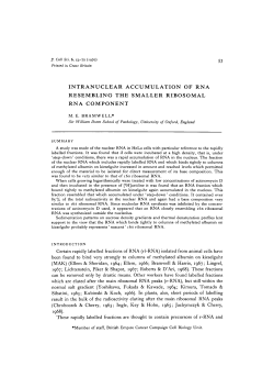 intranuclear accumulation of rna resembling the smaller ribosomal