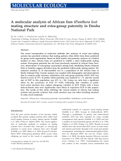 A molecular analysis of African lion