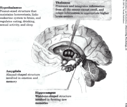 Hypothalamus Peanut-sized structure that maintains homeostasis