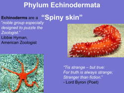 Phylum Echinodermata &ldquo;Spiny skin&rdquo;