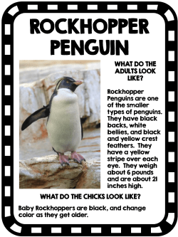 ROCKHOPPER PENGUIN