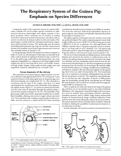 The Respiratory System of the Guinea Pig