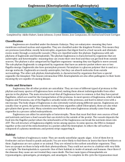 Euglenozoa_Info 1