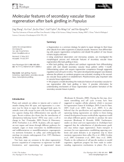 Molecular features of secondary vascular tissue regeneration after