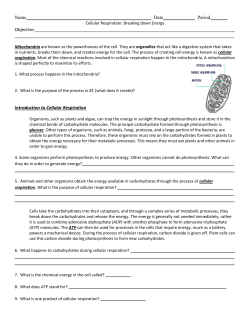 Photosynthesis Worksheet