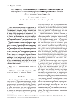 High frequency occurrence of single cotyledonary embryo - Vitis-vea