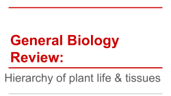 Hierarchy of Plant Life