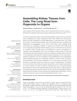 Assembling Kidney Tissues from Cells: The Long Road from