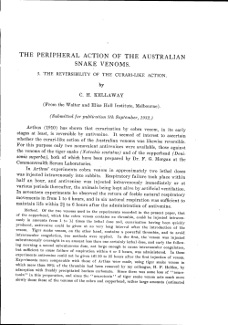 the peripheral action of the australian snake venoms.