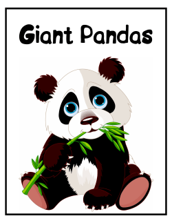 Giant Pandas