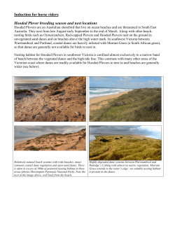 Induction for horse riders Hooded Plover breeding