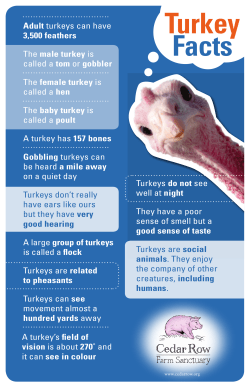Adult turkeys can have 3,500 feathers The male turkey is called a