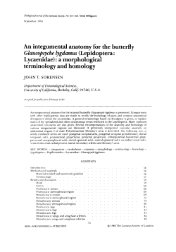 An integumental anatomy for the butterfly Glaucopsyche lygdamus