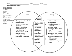 DNA vs RNA Venn Diagram KEY