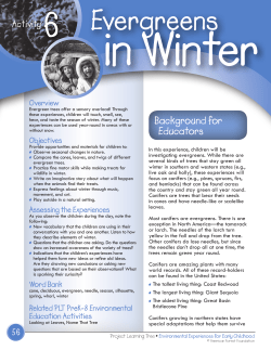 Evergreens - Wisconsin Early Childhood Association
