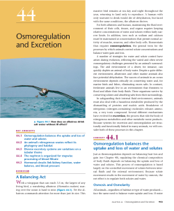 Osmoregulation and Excretion