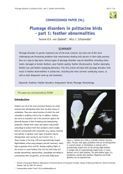 Plumage disorders in psittacine birds