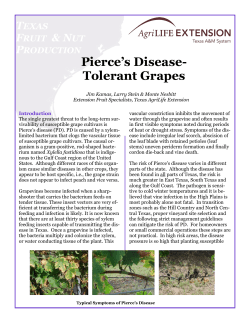 Pierce`s Disease- Tolerant Grapes