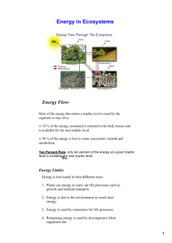 Energy in Ecosystems