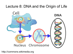 Lecture 8: DNA and the Origin of Life