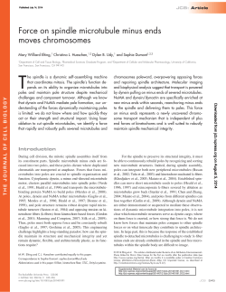 Force on spindle microtubule minus ends moves