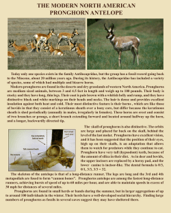 the modern north american pronghorn antelope
