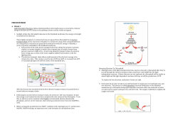 Photosynthesis Steps