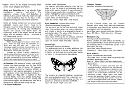 Moths - Shotover Wildlife