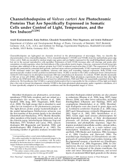 Channelrhodopsins of Volvox carteri Are