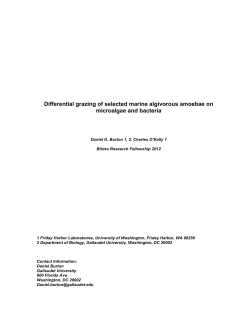 Differential grazing of selected marine algivorous amoebae on