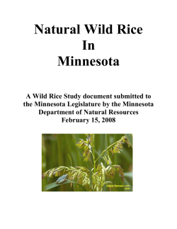 Natural Wild Rice in Minnesota - Star Lake Concerned Citizens Group