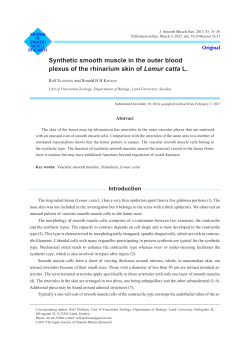 Synthetic smooth muscle in the outer blood plexus of the rhinarium