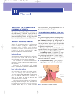 The neck
