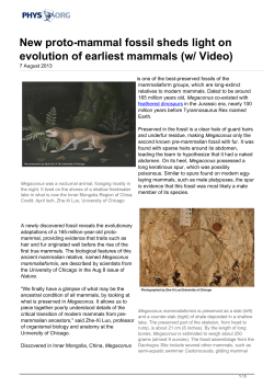 New proto-mammal fossil sheds light on evolution of